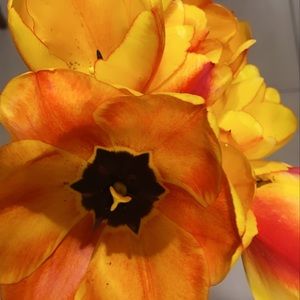 Meet your Posher, Alexa